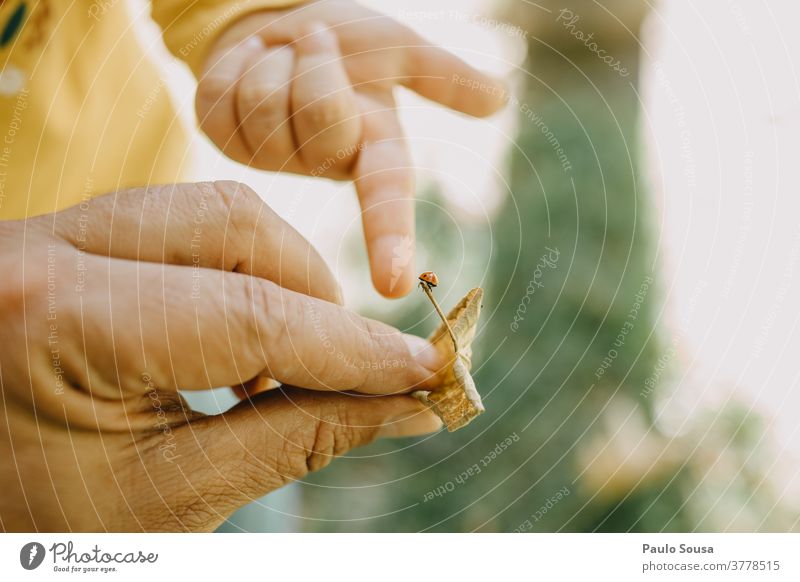 Kind berührt einen Marienkäfer Insekt Käfer rot Natur Makroaufnahme Außenaufnahme grün Nahaufnahme Neugier unschuldig Vaterschaft Kindheit Naturschutzgebiet