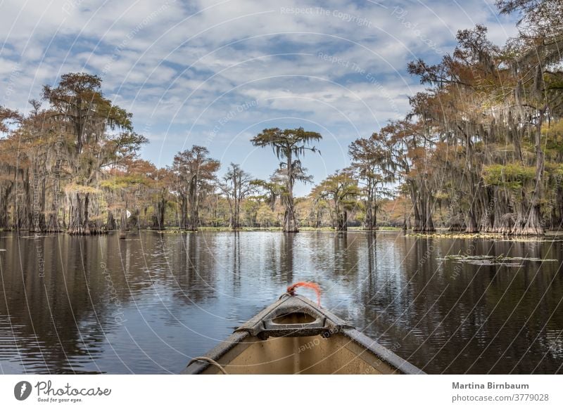 Kanufahren auf dem Caddo Lake zwischen Zypressenbäumen, Texas Sommer Kanusport State Park Caddo-See spanisches Moos Wasser mystisch märchenhaft Landschaft