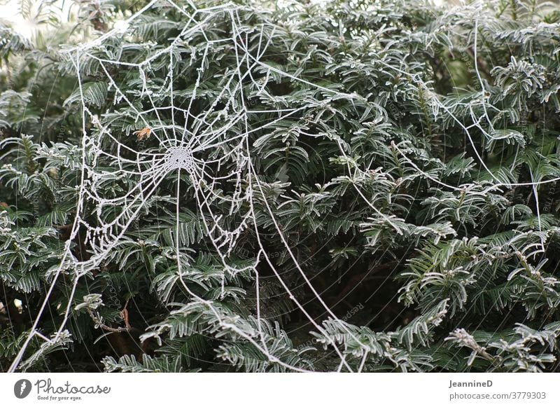 Spinnennetz mit Raureif Frost kalt Außenaufnahme Eis Winter Natur gefroren Jahreszeiten Helloween frieren Pflanze gebüsch Angst Kälte Morgentau frostig