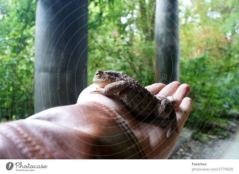 Ich hab den Froschkönig gefunden - oder eine Hand hält ganz vorsichtig eine dicke Kröte, um sie in Sicherheit zu bringen Tier Natur Farbfoto 1 Außenaufnahme