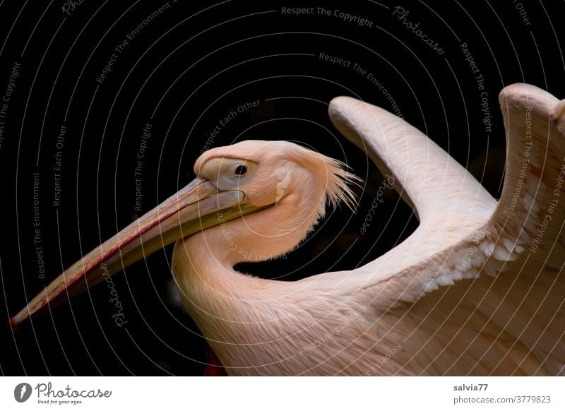 stolz präsentiert der Pelikan sein schönes Federkleid Vogel Pelicanus onoctrotalis Weißer Pelikan Schnabel Tierporträt Wildtier 1 Flügel Gefieder Zoologie