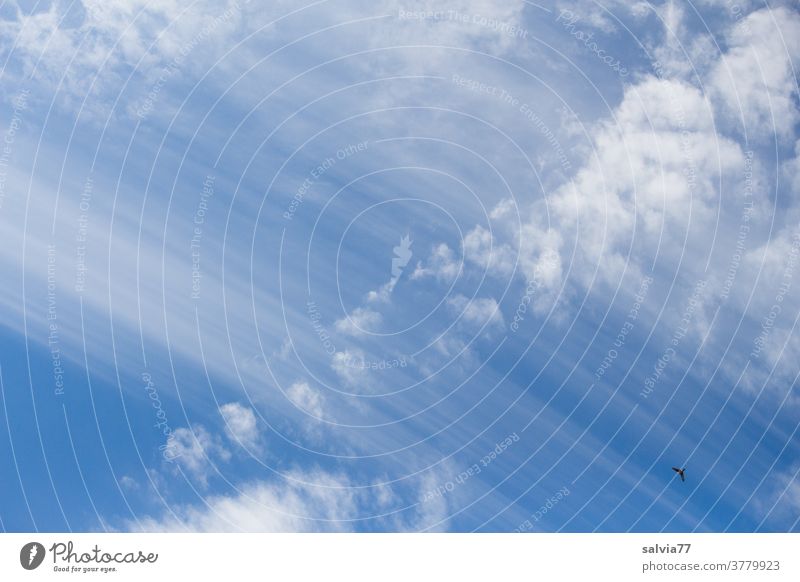 lebensnotwendig | Atmosphäre Himmel Wolken Schleierwolken blau Natur Vogel Schönes Wetter Luft Meteorologie Farbfoto Urelemente Klima Umwelt Hintergrundbild
