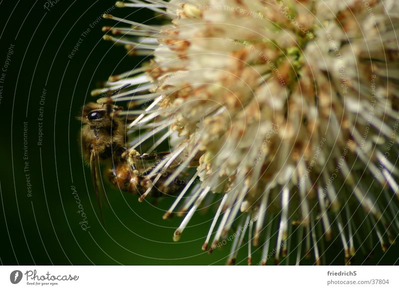 Biene auf Blüte Insekt Staubfäden Distel Makroaufnahme Nektar Nahaufnahme