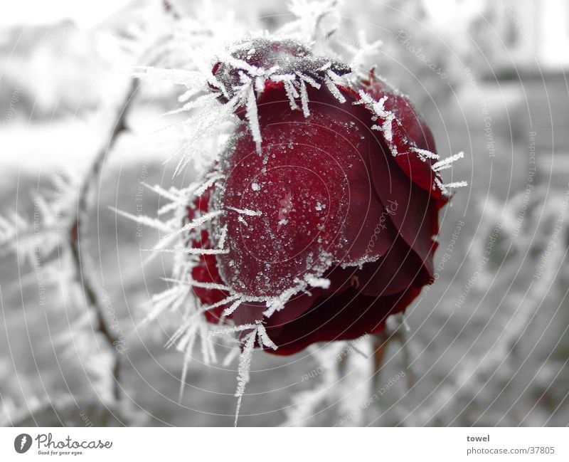 Eisrose Rose Raureif kalt Dorn rot gefroren grau Winter Kontrast Frost Liebeskummer unerwiderte Liebe abweisend
