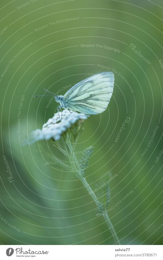 Feierabend Natur Schmetterling Weißling Pflanze Blume Schafgarbe grün weiß Wiese Blüte Sommer Nahaufnahme Flügel ruhen Pause Schwache Tiefenschärfe