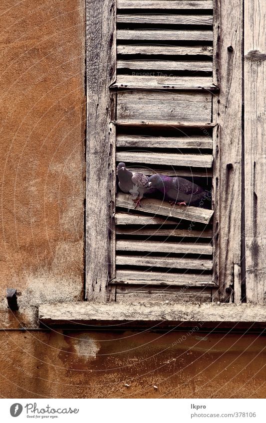 fenstertauben und die stadt in mantova italien Stadt Taube Linie blau braun grau rot schwarz weiß Mantova Italien Fenster Holz Gitter bügeln Baustein Wand