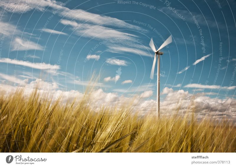 Windrad im Getreidefeld Energiewirtschaft Erneuerbare Energie Windkraftanlage Umwelt Natur Landschaft Luft Himmel Horizont Sonne Sommer Sturm Gras Feld leuchten