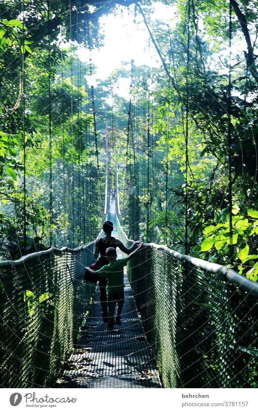 anfang und ende | brücken…neue wege beschreiten Regenwald grün Blätter beeindruckend Licht Schatten Brücke Hängebrücke Urwald Fernweh Landschaft außergewöhnlich
