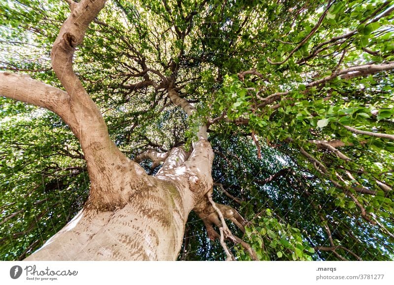 Baum von unten Laubbaum Sommer Schönes Wetter Weitwinkel Leben groß Klima Natur Umwelt Froschperspektive alt Weisheit