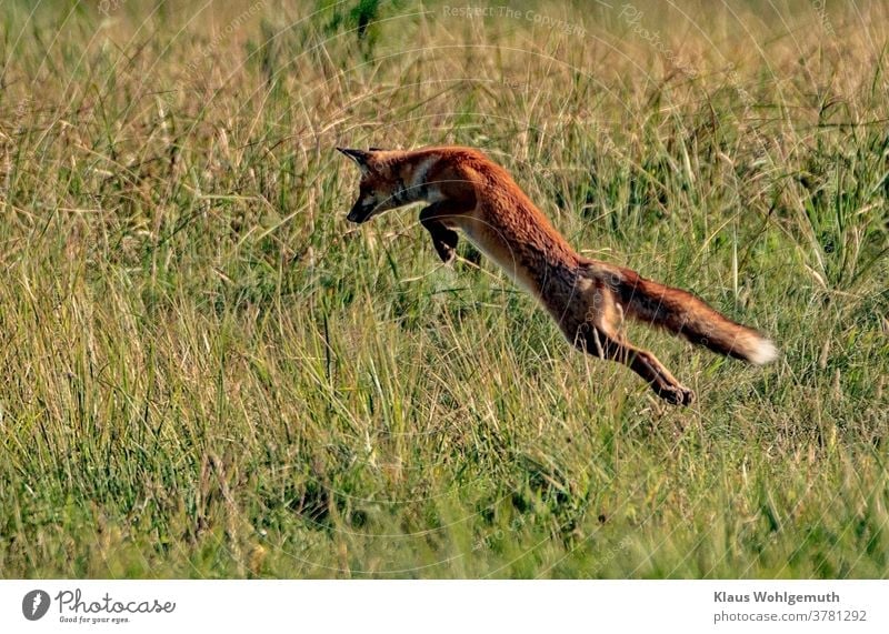 Fox on the hunt Fuchs Rotfuchs Jagd sprung Lunte Fell Reineke Sommer Wiese Mäusejagd Raubtier Abend