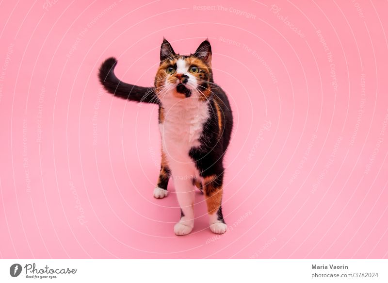 Lucy 3 Katze farbiger Hintergrund Tier Haustier Tierporträt Farbfoto Menschenleer Hintergrund neutral Tiergesicht Innenaufnahme niedlich Fell stehen rosa