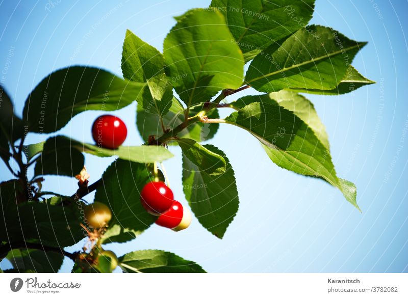 Der Zweig eines Kirschbaumes mit leuchtend roten Kirschen. Obst Steinobst Früchte Ast Sommer Ernte ernten reif gesund süß saftig Himmel blau Blätter grün Natur