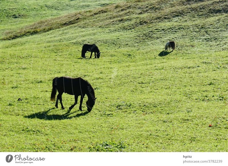 Pferde auf der Weide in der Morgensonne Pferde; Weide Sommer Natur Gras Wiese grün Frühstück auf der Weide Landschaft Umwelt Gegenlicht ruhige Stimmung