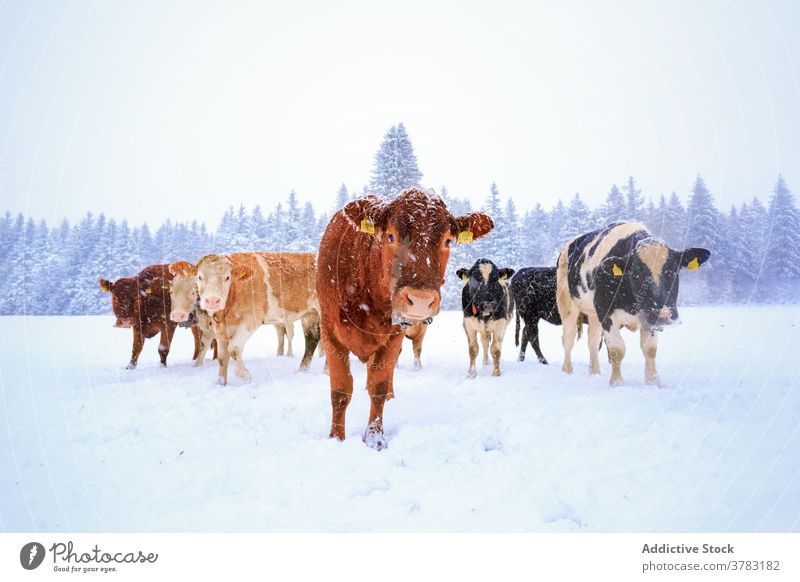 Kühe gehen auf verschneitem Feld im Winter Kuh Herde Schnee Schneefall Tier heimisch Wald Säugetier Landschaft Natur kalt Saison ländlich Umwelt Weide Bauernhof