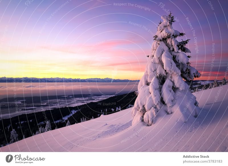 Polarlichter über verschneitem Winterwald Himmel Wald Schnee nördlich nadelhaltig Natur Berge u. Gebirge Landschaft Winterzeit malerisch Baum glühen Saison