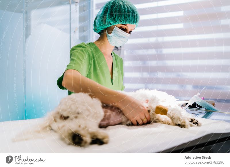 Tierärztin bereitet Hund für Operation vor Veterinär Chirurgie Anästhesie Frau Klinik vorbereiten Operationssaal Tierarzt Tisch Pflege Beruf Job Arbeit Eckzahn