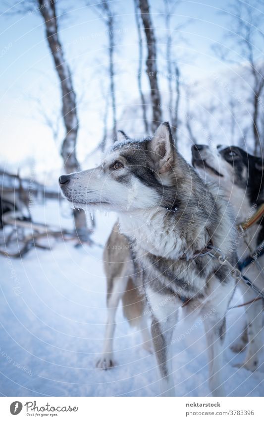 Grauer Schlittenzughund in Norwegen Hund Kopf Gesicht Profil Tierkopf ziehend Schnee Winter Norden kalt natürliche Beleuchtung Natur im Freien Landschaft