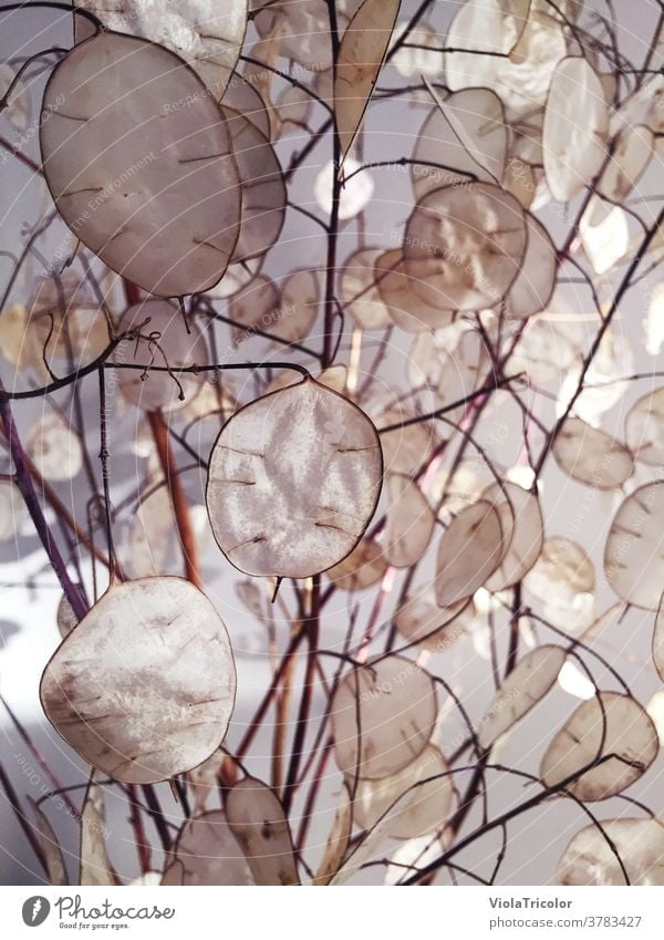 getrocknete Silbertaler (Pflanze) Herbst Licht Natur Farbfoto Tag Blatt Schwache Tiefenschärfe Nahaufnahme Menschenleer Umwelt natürlich Detailaufnahme