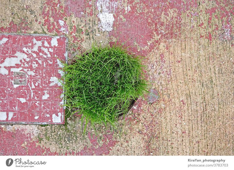 Grünes frisches Gras bricht durch Asphalt. Konzept Natur vs. Stadt grün Unkraut Pflanze Sommer Wachstum Umwelt Straße Tag natürlich Kraft urban Textfreiraum