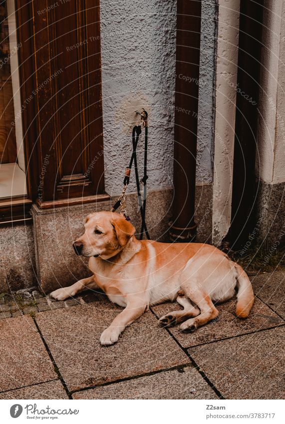 Hund angeleint vor einem Geschäft Labrador Retriever schönheit haustier fell Außenaufnahme stadt warten ruhe brav erzogen einsam Fell Tierporträt