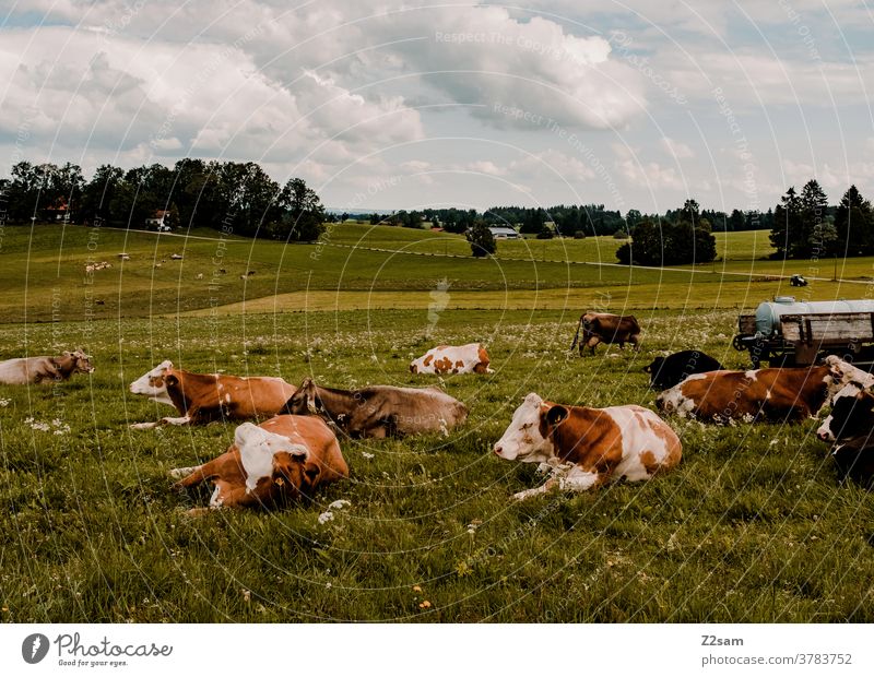 Allgäuer Kühe bayern kühe weide wiese nutztiere ausruhen leigen zusammen grün natur landschaft berge himmel wolken panorama sommer sonne herde Gras Umwelt