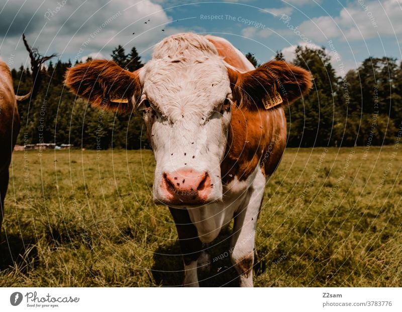 Finster dreinschauende Kuh im Allgäu kuh nutztier viehzucht weide wiese natur landschaft bayern allgäu böse schlecht gelaunt blick tierportrait Außenaufnahme
