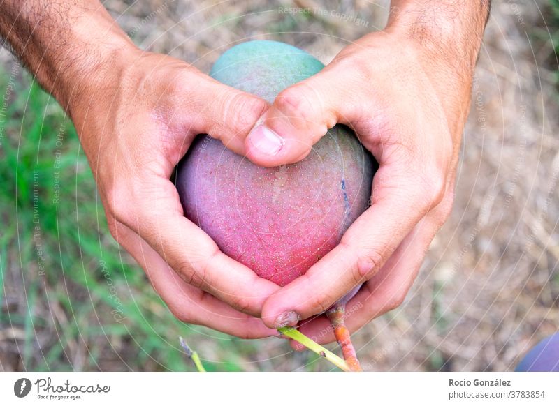 Männerhände, die ein Herz auf einer Mango oder einer tropischen Frucht machen Agrarwissenschaftler Hände Obstgarten Veganer männlich Liebe freundlich