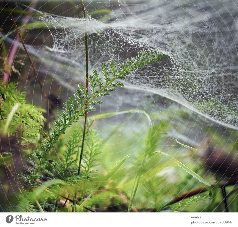 Unter Wasser Stengel Halm Spinnennetz Spinngewebe glänzend klein wild Blatt Sträucher Wassertropfen Pflanze Natur Umwelt Außenaufnahme Nahaufnahme