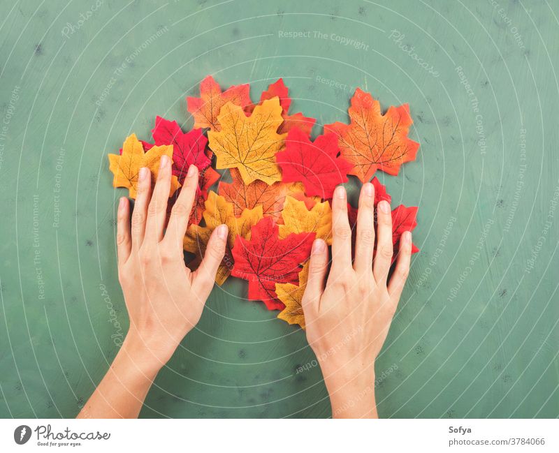 Weibliche Hand berührt Herbstblätter auf grün fallen Hände berühren Mode Beteiligung Frau Oktober Spaziergang Hintergrund Farbe Ahorn rot Blätter saisonbedingt