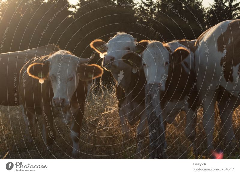 Auf der Weide stehende Kühe in der Abendsonne Sommer Natur Landleben