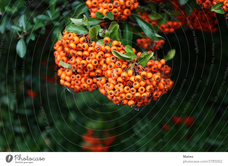 Pyracantha-Zweige mit leuchtend orangefarbenen reifen Beeren Herbst Hintergrund schön Blüte verschwommen botanisch Botanik Ast hell Haufen Buchse Nahaufnahme