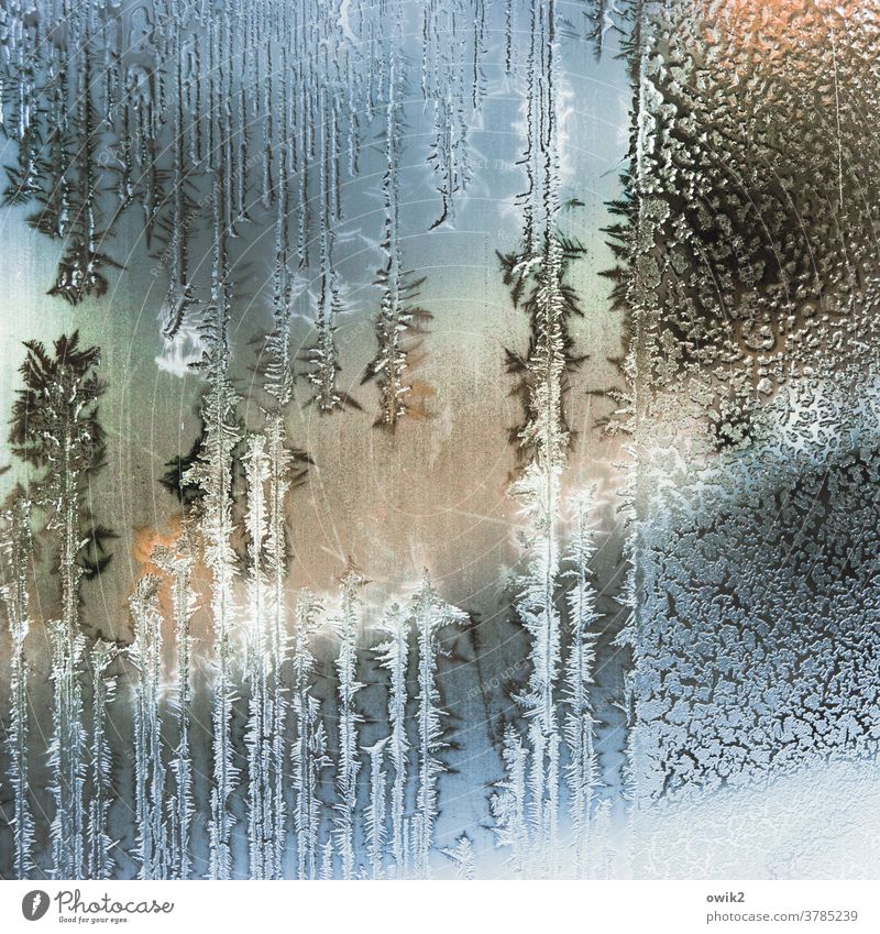 Aggregatzustand Winter Eis Frost Glasscheibe authentisch kalt bizarr Eiskristall Strukturen & Formen Tag Innenaufnahme Nahaufnahme Detailaufnahme Muster