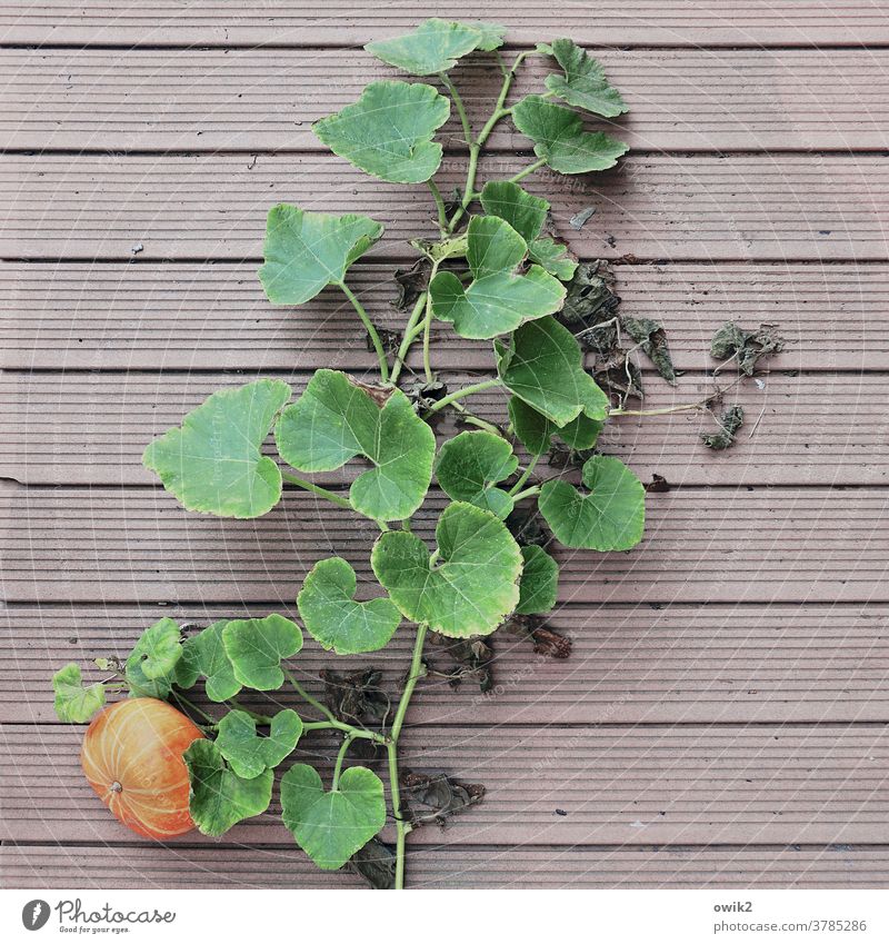 Oktober Kürbis Frucht Blätter Zweige unten Fußboden grün Herbst Außenaufnahme natürlich orange reif Gesundheit Dekoration & Verzierung Gemüse Lebensmittel Ernte