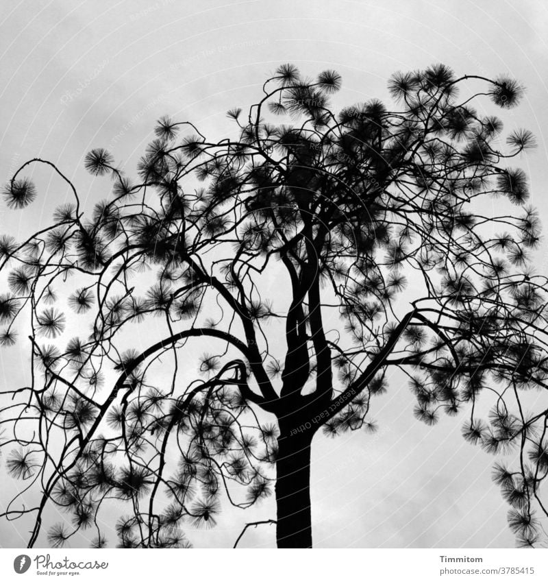 Baum mit kleinen Puscheln Natur Äste und Zweige dünn Himmel Wolken grau schwarz