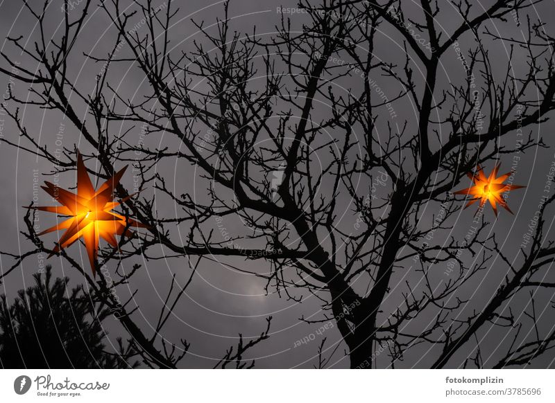 Leuchtende Lampions in Form von Weihnachtssternen hängen in einem Baum vor dunklem Himmel Sterne Weihnachtsdekoration Sternenhimmel Laterne Papierlaterne