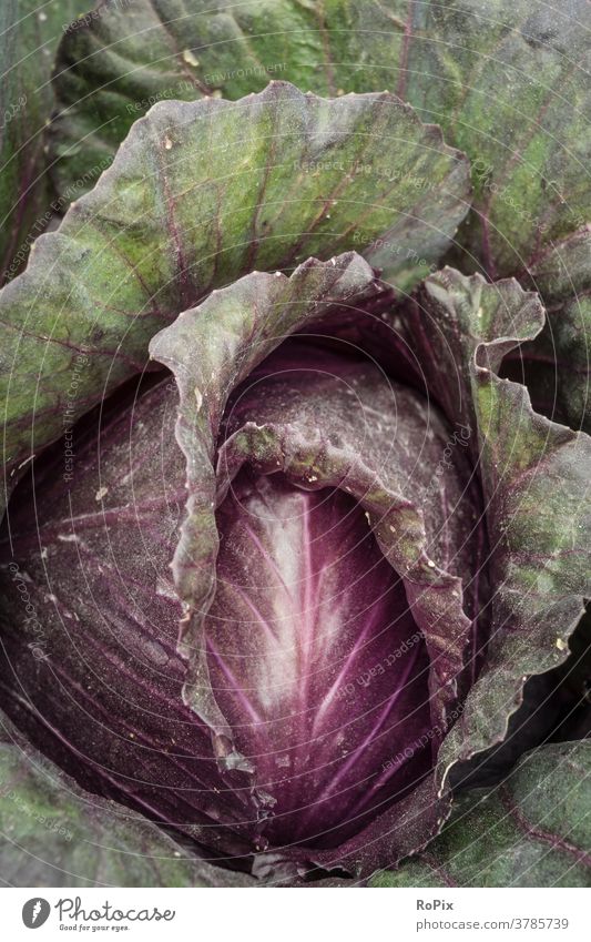Detailaufnahme eines Rotkohls. Gemüse vegetables Rotkraut cabbage krautsalat Nahrung essen food nahrungsmittel gesundheit vitamine health struktur küche
