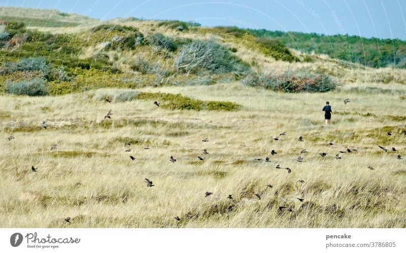 laufbursche Landschaft Dünen Dänemark joggen Jogger Vögel Sommer Natur Gesundheit Training laufen Mensch Sport Fitness Läufer rennen sportlich Mann Lifestyle