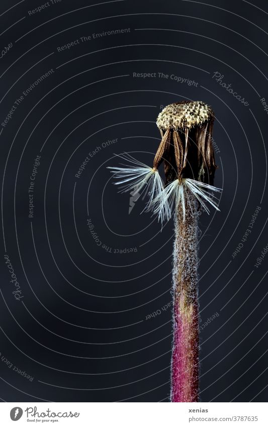 verblühte Gerbera - zwei Samen mit Schirmchen hängen noch am Blütenkorbboden vor schwarzem Hintergrund Pappus fruchtend Blumensamen Herbst Detailaufnahme