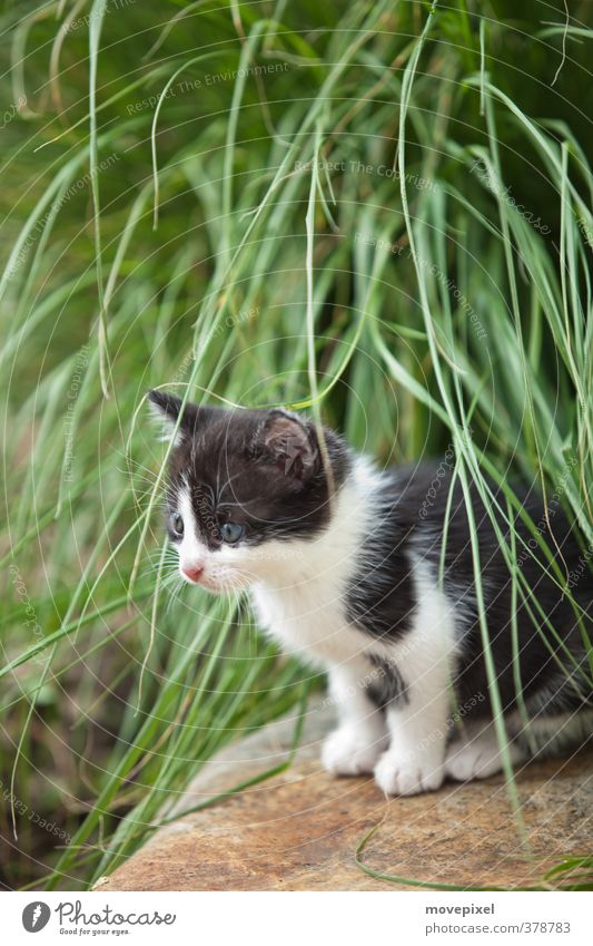 kleine Katzen haben kleine Tatzen Grünpflanze Haustier 1 Tier Tierjunges Blick sitzen warten kuschlig grün schwarz weiß Interesse Mietze Mietzekatze Mietzetaze