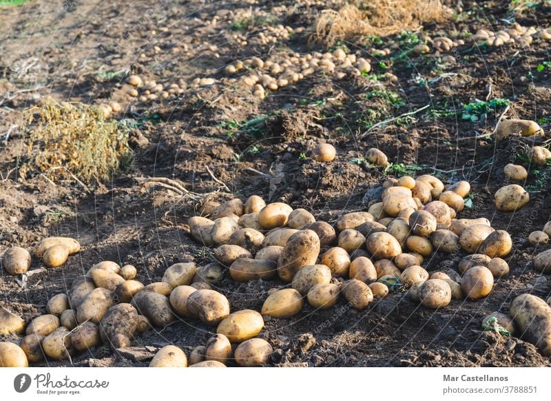 Kartoffeln in den Boden geworfen. Landwirtschaft. Ackerbau Ernte abholen herausnehmen ländlich Bauernhof Knolle Lebensmittel Zutaten organisch nachhaltig Haufen