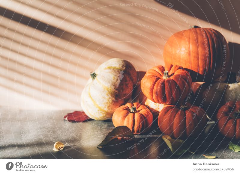 Kürbisse mit starken Schatten fröhliches Thanksgiving rustikal fallen Haufen Squash Feiertag Blatt Gemüse Herbst Dekoration & Verzierung orange Postkarte Saison
