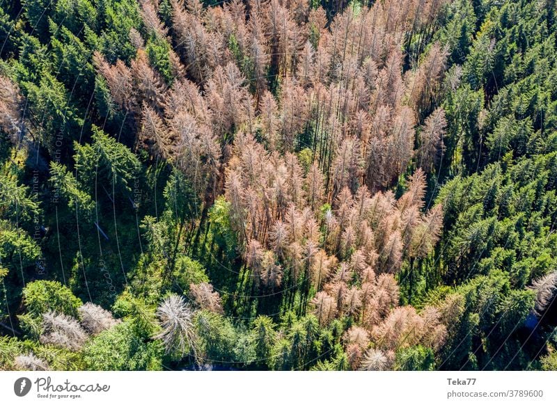 ein toter und ein gesunder Wald von oben Toter Wald Gesunder Wald Trockenwald Nadelwald grün trocknen Klimawandel Borkenkäfer Sonne Schatten