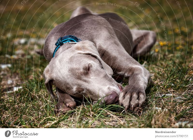 Kleiner Weimaraner Welpe schläft auf einer Wiese hund weimaraner vorstehhund wasser niedlich schlafen müde ausgepowert liegen ausruhen pause unterwegs