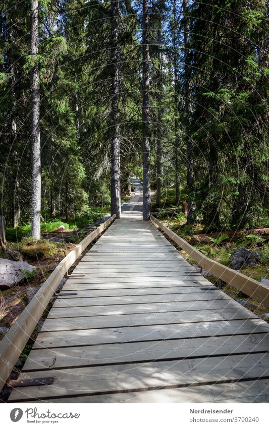 Erschlossener Wanderweg im Fulufjell Nationslpark in Schweden pfad wanderweg steg fulufjell fulufjället dalarna schweden holzweg behindertengerecht wald