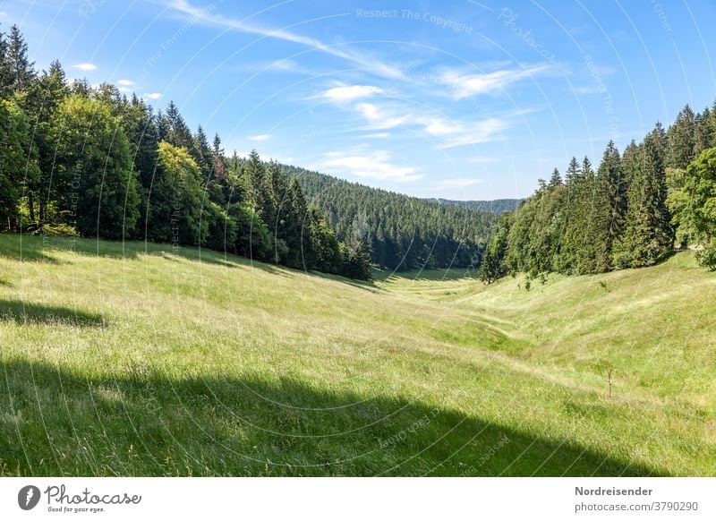Sommerliche Wiese im Thüringer Wald Landschaft Natur Himmel Frühling Gras Schönes Wetter positiv schön ästhetisch Farbfoto Außenaufnahme Menschenleer