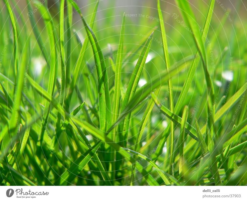 Grünes Gras im Frühling grün Wiese grasgrün Sonne Rasen