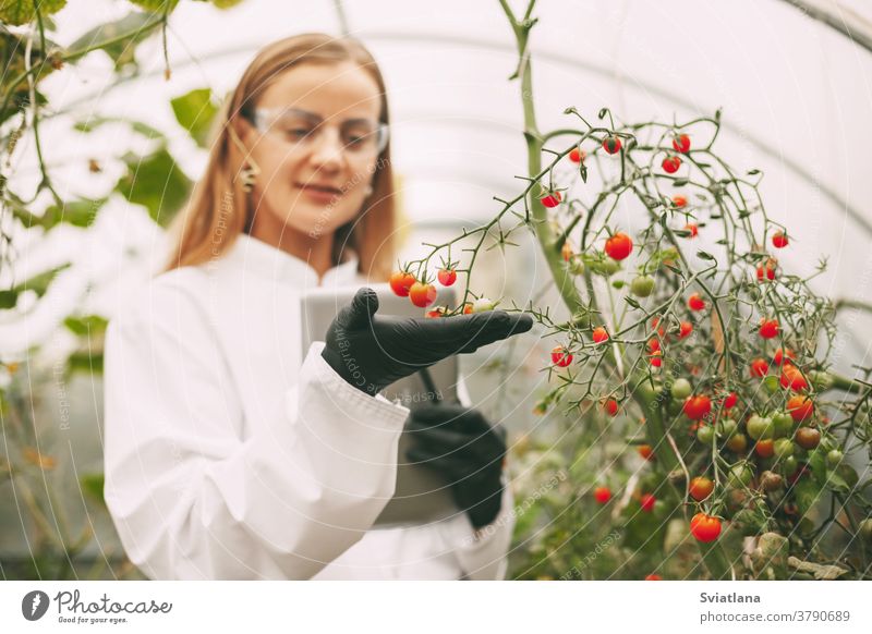 Eine Wissenschaftlerin in weißem Kittel und Brille untersucht eine Pflanzenprobe durch eine Lupe, während sie im Gewächshaus die Qualität von Kirschtomaten prüft. Wissenschaftliche Forschung
