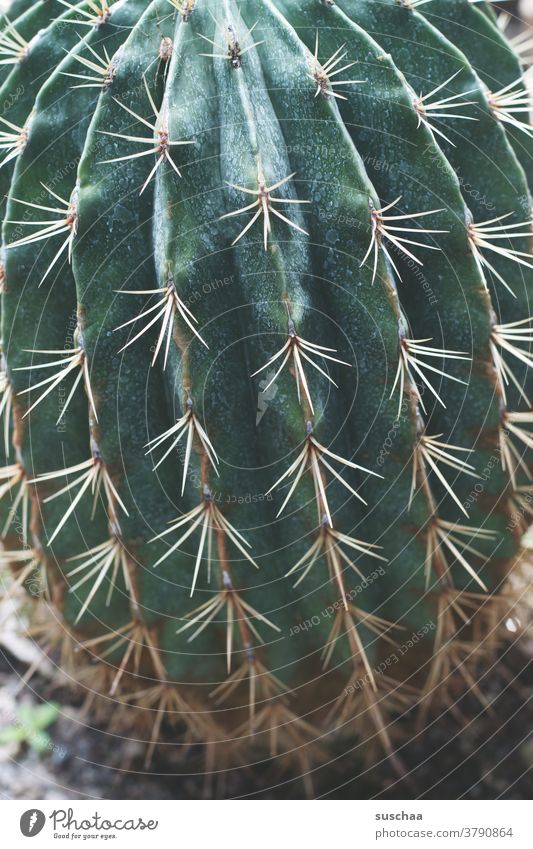 kaktus Kaktus grün Pflanze Dornen spitz Stachel Botanik stachelig exotisch Schmerz gefährlich stechen Wüste bedrohlich Zimmerpflanze Botanischer Garten