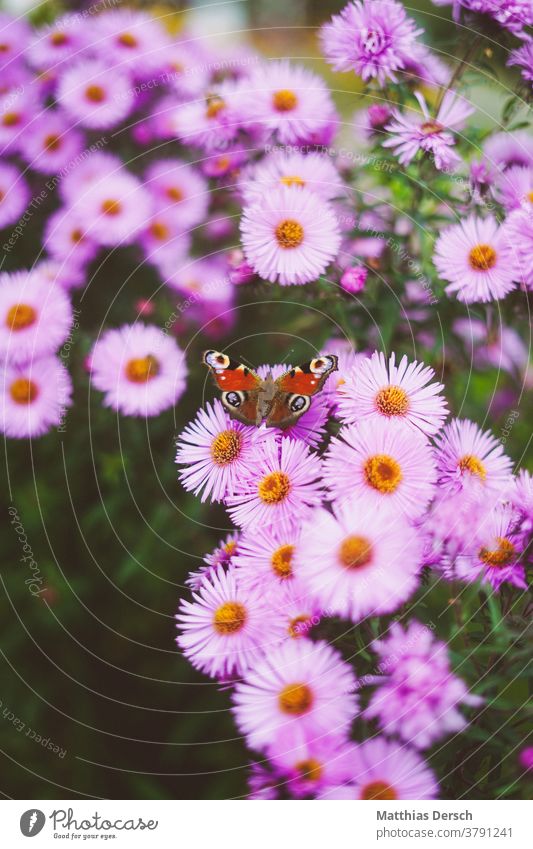 Schmetterling auf Blüte schmetterlingsflügel Blume Herbst herbstlich Nahaufnahme Natur Pflanze Außenaufnahme Detailaufnahme