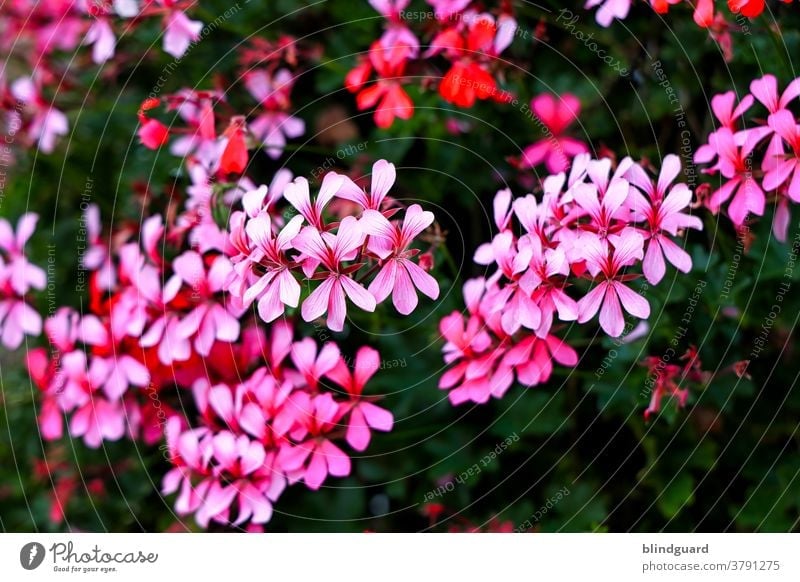 Ei des sin aafach nur rosarode Blümscher im Gadde Blume Blumen schön Blütenblätter Natur Flora Schönheit Frühling Blütezeit Garten Pflanze Blütenblatt natürlich